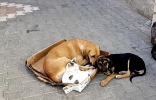 Kedi ile köpeğin örnek dostluğu