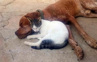 Kedi ve köpeğin dostluğu
