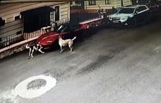 Köpeker lüks otomobili böyle parçaladı