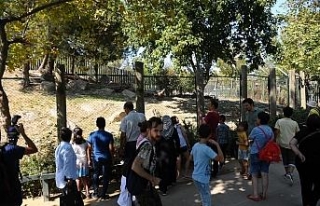 Kurban Bayramı’nda hayvanat bahçesine yoğun ilgi
