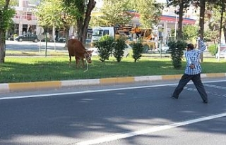 Kurbanlık dana ortalığı birbirine kattı