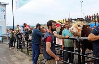 Kurbanlıklar podyumda boy gösterdi