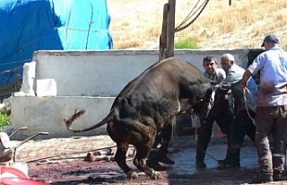 Kurbanlıklar sahiplerine zor anlar yaşattı