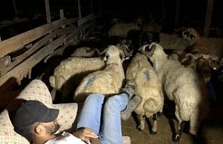 Kurbanlıklarla koyun koyuna yatıyorlar