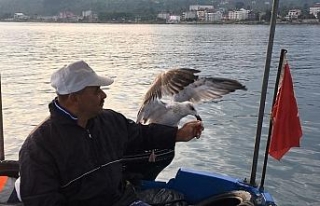 Kurnaz martı ile balıkçının dostluğu