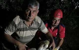 Kuyuya düşen kurbanlık koyunu itfaiye kurtardı