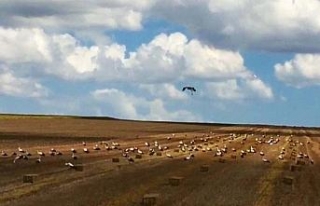 Leylekler buğday tarlalarına akın etti