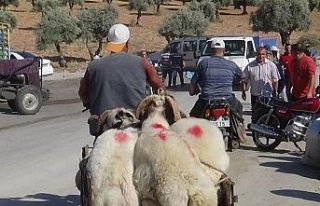 Motosikletle kurbanlık sevkıyatı