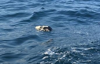 Palamut avlamaya çıktılar, danayla karşılaştılar