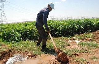 Pamuk çiftçilerinin sıcakla imtihanı