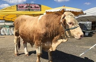 Pazarın Paşası 21 bin liraya alıcı buldu