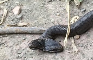 Samsun’da çift başlı yılan bulundu