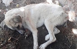 Sapanca’dan yürükleri burkan görüntü