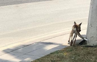 Şehrin göbeğinde tilki kovalamacası