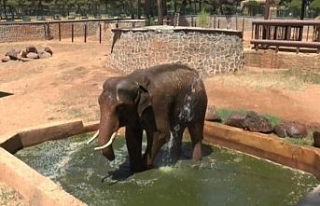 Sıcaktan etkilenen 5 tonluk filler suyla serinletiliyor