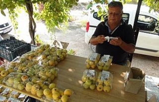 Türkiye’nin ilk guava üreticisi