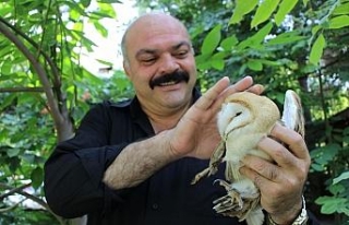 Yaralı peçeli baykuş ‘şampiyon’a sığındı