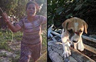 Yavru köpeğe odunla yapılan saldırıya suç duyurusu