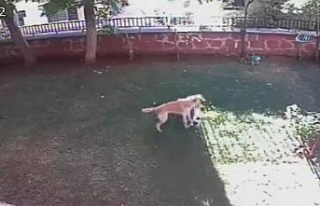 Yavrularının güvenliği için köpekle boğuştu