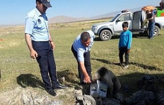 Yiyecek arayan yavru ayının kafası tenekeye sıkıştı