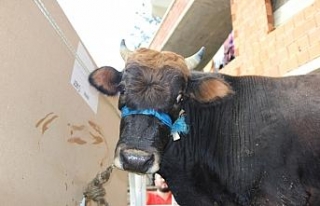 Yüzen dana ’Ferdinand’ yola çıktı