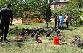 300 hindi telef oldu: Sebebi bilinmiyor