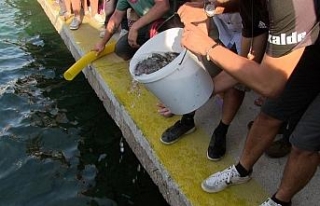 35 bin levrek yavrusu denizle buluştu