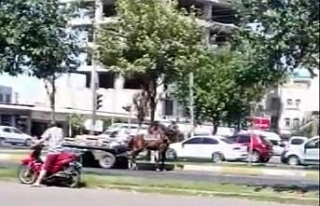 Aşırı yüklü arabayı çekemeyen atın hali görenleri...