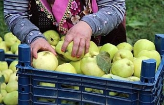 Ayva merkezi Geyve’de ayva hasadı başladı