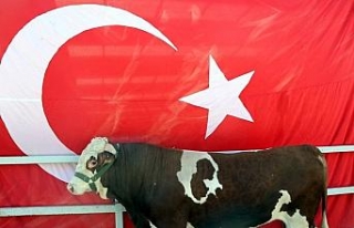 Ayyıldız desenli ‘Cesur’ ilgi odağı oldu