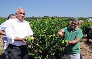 Başkandan cezeryeli ihracatlık limon kesimi