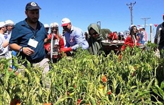 Belediye başkanları isot hasadına katıldı
