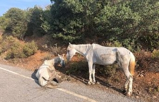 Büyükada’da yaralı halde can çekişen at yürekleri...