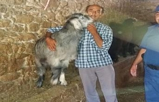 Çalınan keçileri bulununca sarılıp hasret giderdi