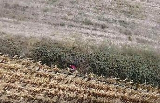 Çanakkale’de drone ile nefes kesen kovalamaca