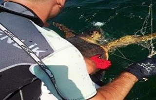 Caretta carettayı sahil güvenlik kurtardı