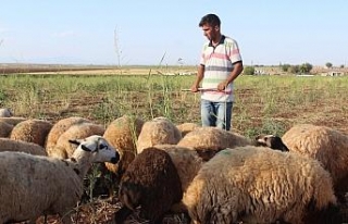 Çobanlık yaparken hazırlandı, diş hekimliğini...