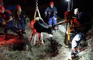 Çukura düşen danayı itfaiye ekipleri kurtardı