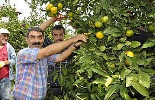 Dalında 75 kuruş tezgahta 4 katı