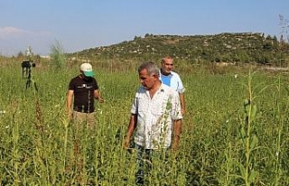 Domatesin ardından susamda da ‘tuta absoluta’...