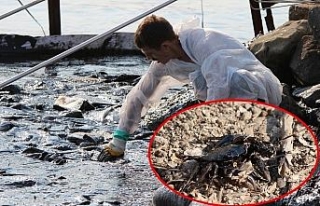 Foça’da denizdeki kirlilik havadan görüntülendi