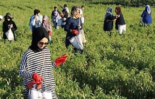 İsot Festivali renkli görüntülerle başladı