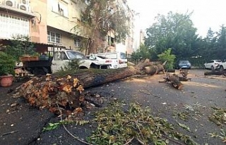 İstanbul’da dolu 50 yıllık ağacı yerinden söktü