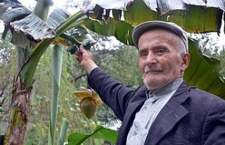 Karadeniz’de muz yetiştirdi