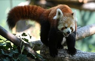 Kırmızı pandalar çocukların maskotu oldu
