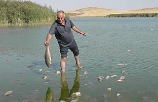 Konya’da korkutan balık ölümleri