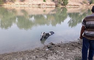 Nehre düşen atı itfaiye ekipleri kurtardı