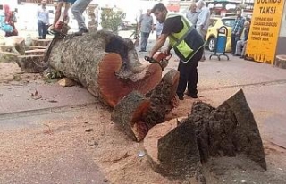 "O ağaç çürüdüğü ve devrilme riski olduğu...