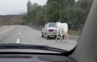 Vicdansızlık: Atı otomobilin arkasına bağladı