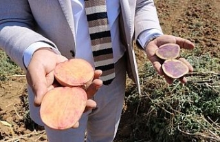 Yerli, milli ve ’renkli’ patates